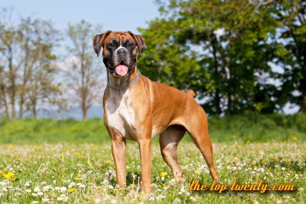 German Boxer list top 20 most popular dog breeds German Boxer popular dog